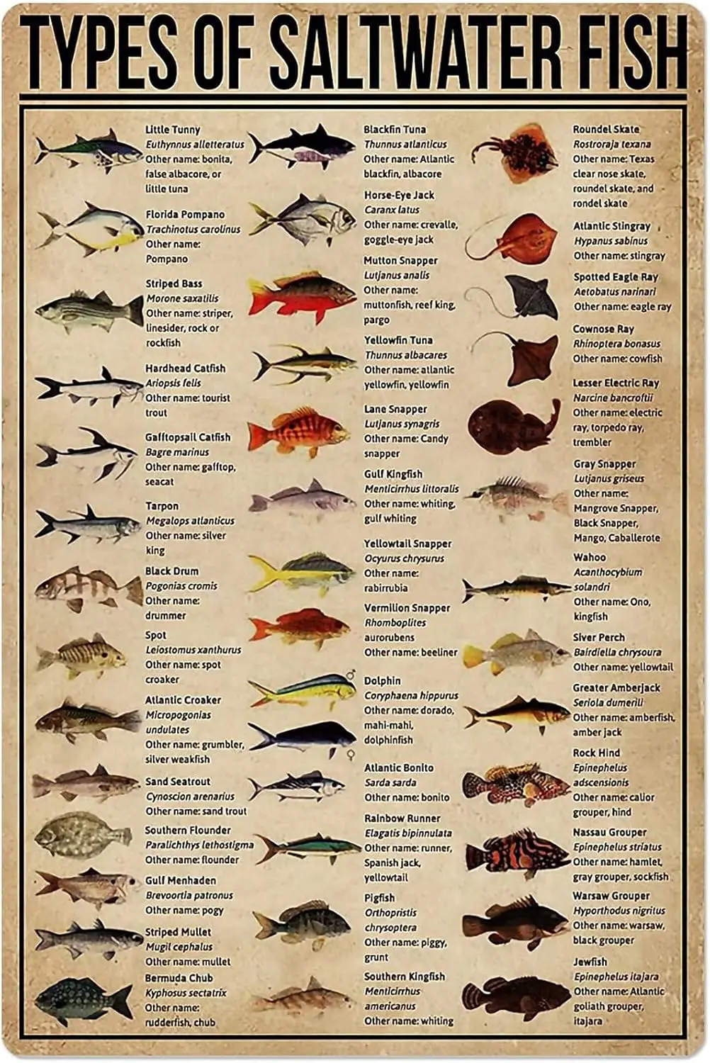 XianJinDu Plaques Métalliques Décoratives sur le Thème des Poissons d'Eau Salée, Affiches Rétro de Connaissance Pêcheuse, Guides pour Passionnés de Pêche, Décoration Maison et Club