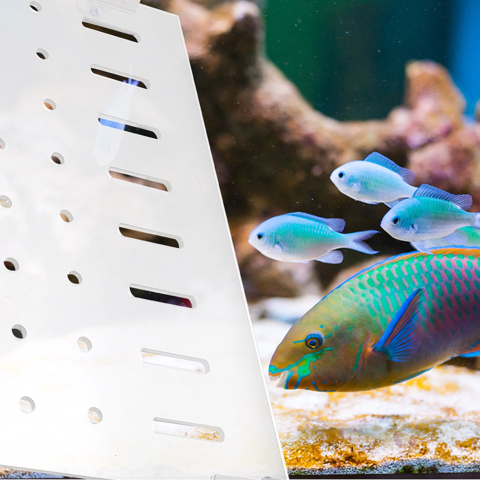 

1Set Acrylic Isolation Plate Fish Tank Accessories Separates Aggressive Breeding Fry Increases Survival Rate Safe Durable