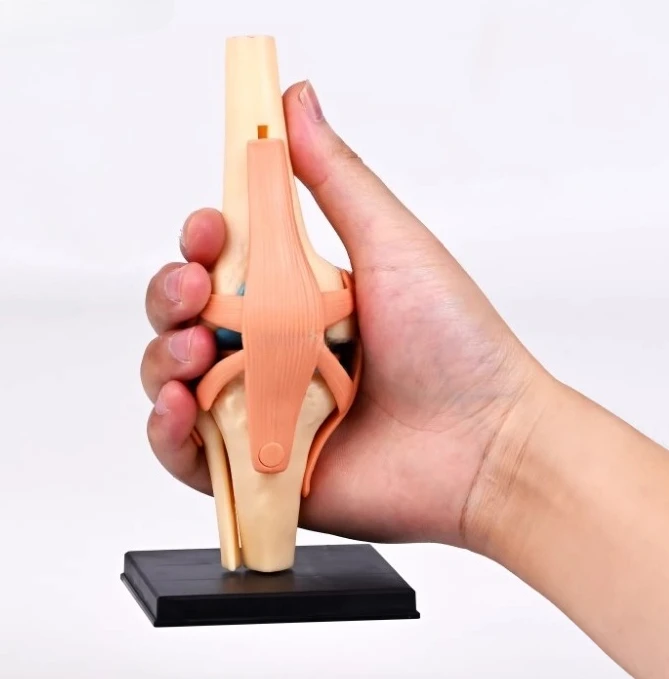 

4D Removable Knee Joint Model ,18cm High, 23 Parts Can Be Disassembled,Bone Ligament Meniscus Knee Model