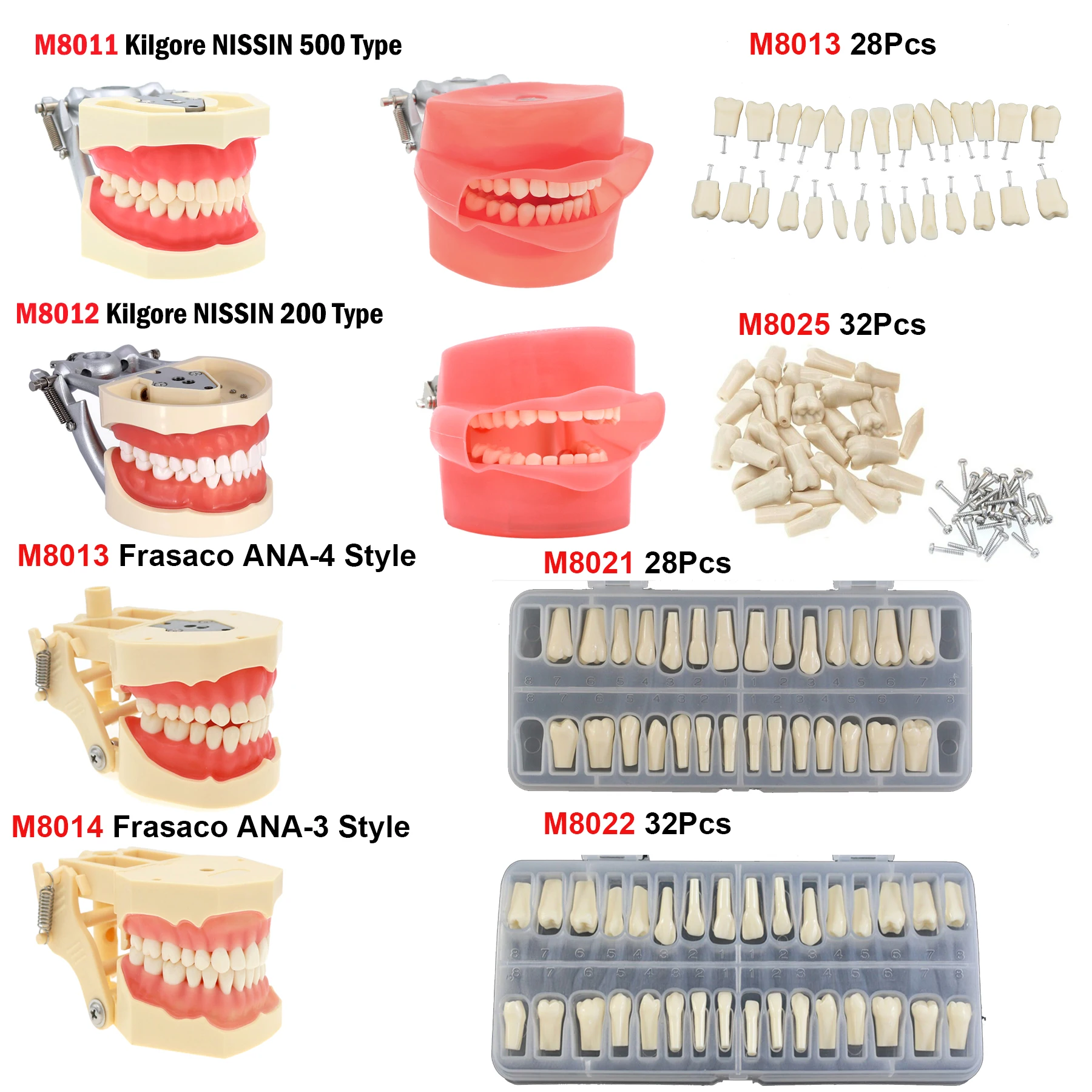 Model zębów stomatologicznych z wyjmowanymi zębami kompatybilny z Kilgore NISSIN 200/500 i Frasaco ANA-3/4 do nauczania dentystycznego Demo