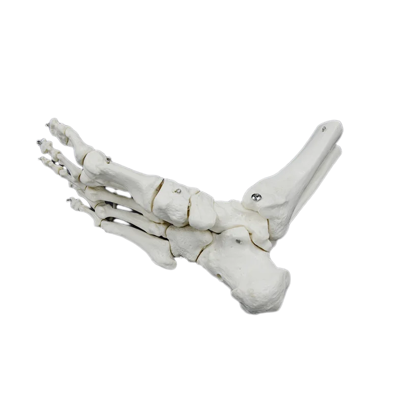 DARHMMY 1:1Medical Human Skeleton Foot Bones Anatomy Model Foot And Ankle With Shank Bone Anatomical Model Greys Anatomy