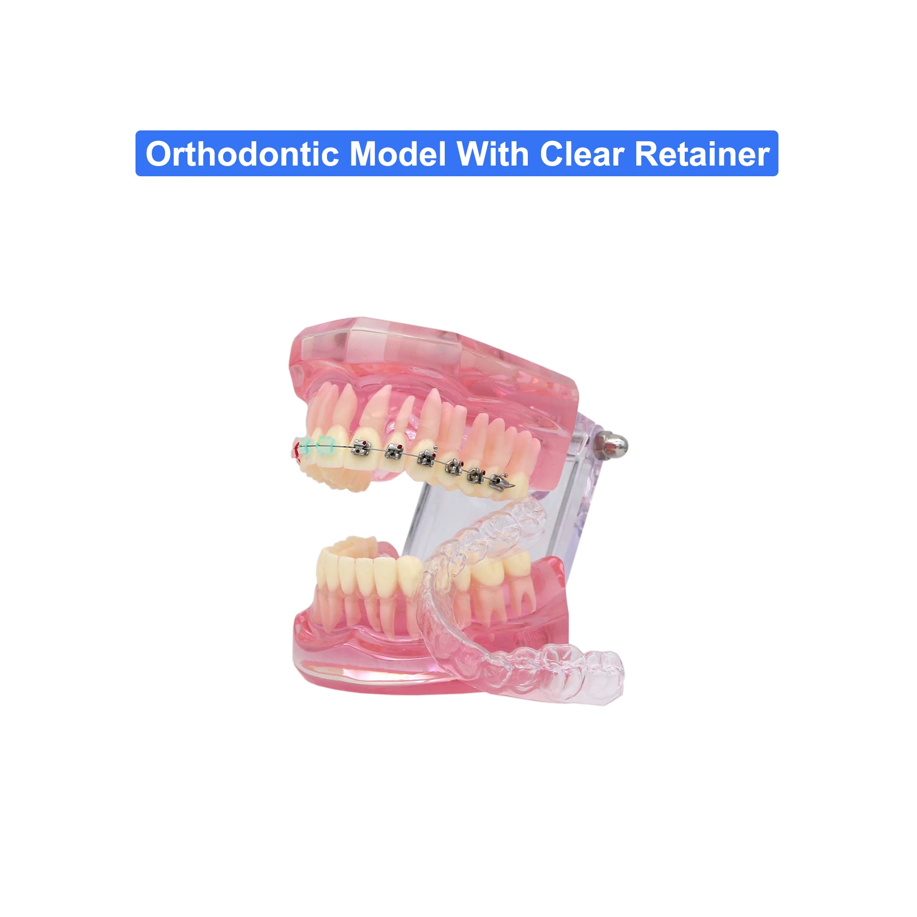 Dental Orthodontic Teeth Model Teaching Model With Clear Retainer Self-ligating Metal Ceramic Bracket For Dentist Demo