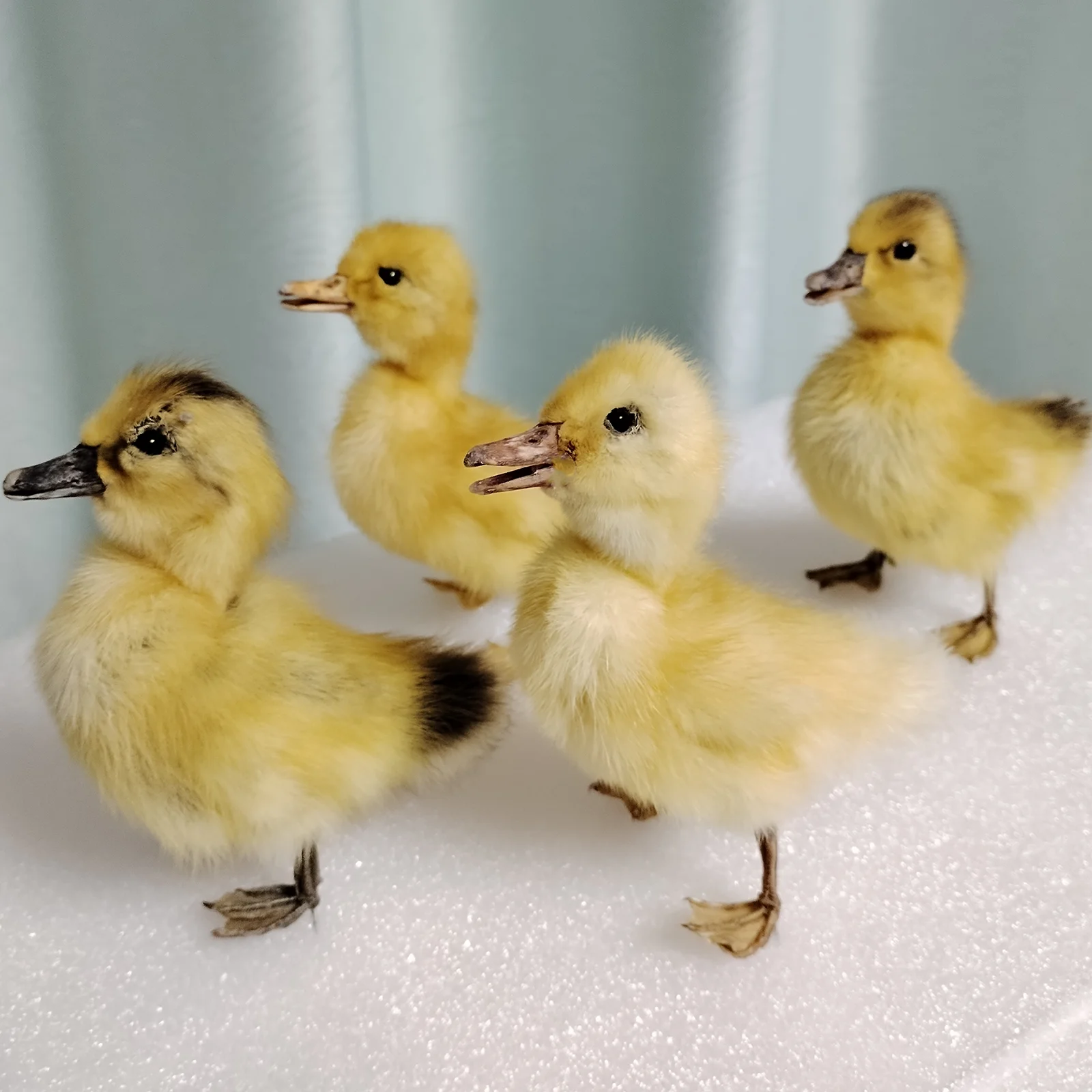 Espécimen de patito relleno, pájaros de pato amarillo, taxidermia, decoración del hogar, perfecto para coleccionar, regalos especiales