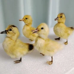 Stuffed Duckling Specimen Yellow Duck Birds Taxidermy Home Decor- Perfect for Collecting, Special Gifts