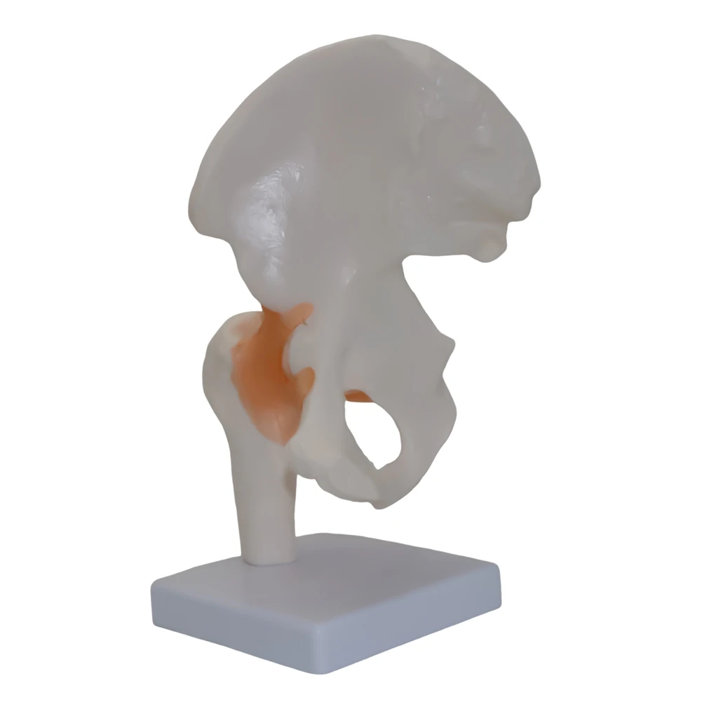 

Functional Hip Joint Model Plastic Bone Model Of Human Body Teaching Equipment Student Lab Model Medical Teaching Tools