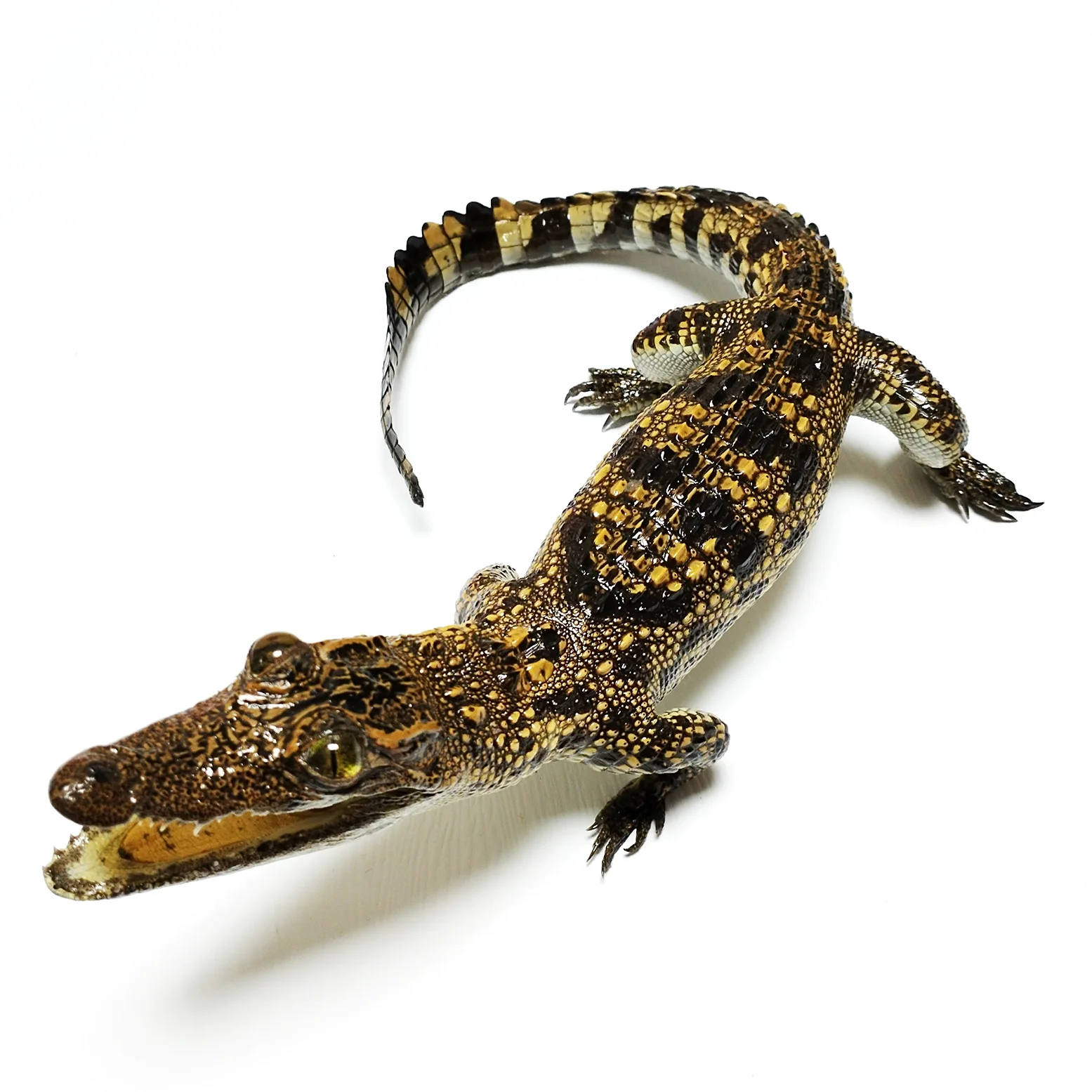Reptile Animal Statues Artificial Alligator Figurine Unique Handicrafts Collector Home Decor Ideal Gift for Nature Lover