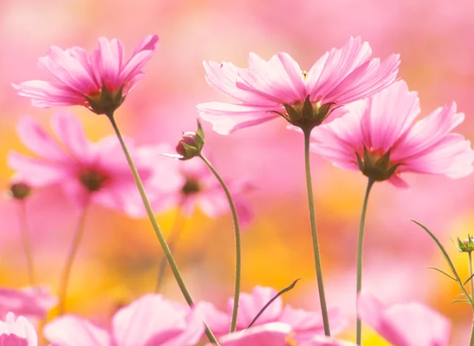 Wireless Calling Pagers System Restaurant Waiter Pager Call Customer Queue System Meal Extractor Queuing 16 Receivers for Coffee