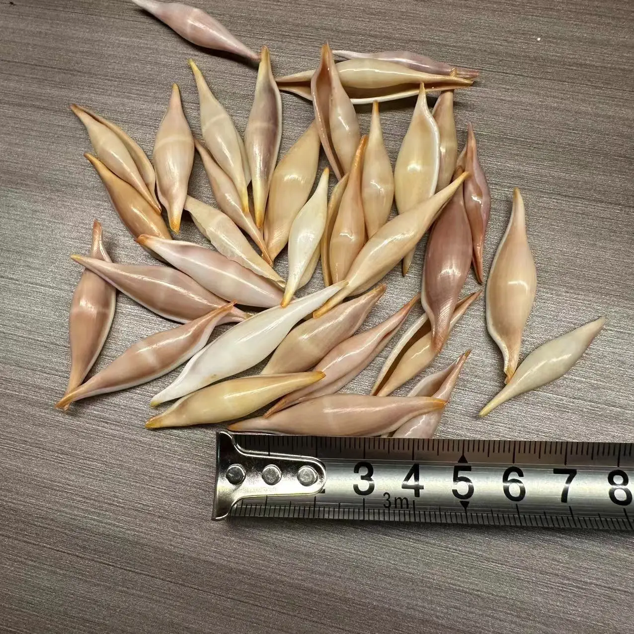 

Оптовая продажа Natural Cypraeidae spp. (Морской Заяц Каури) Ракушки - Развивающие коллекционные образцы 3-5 см