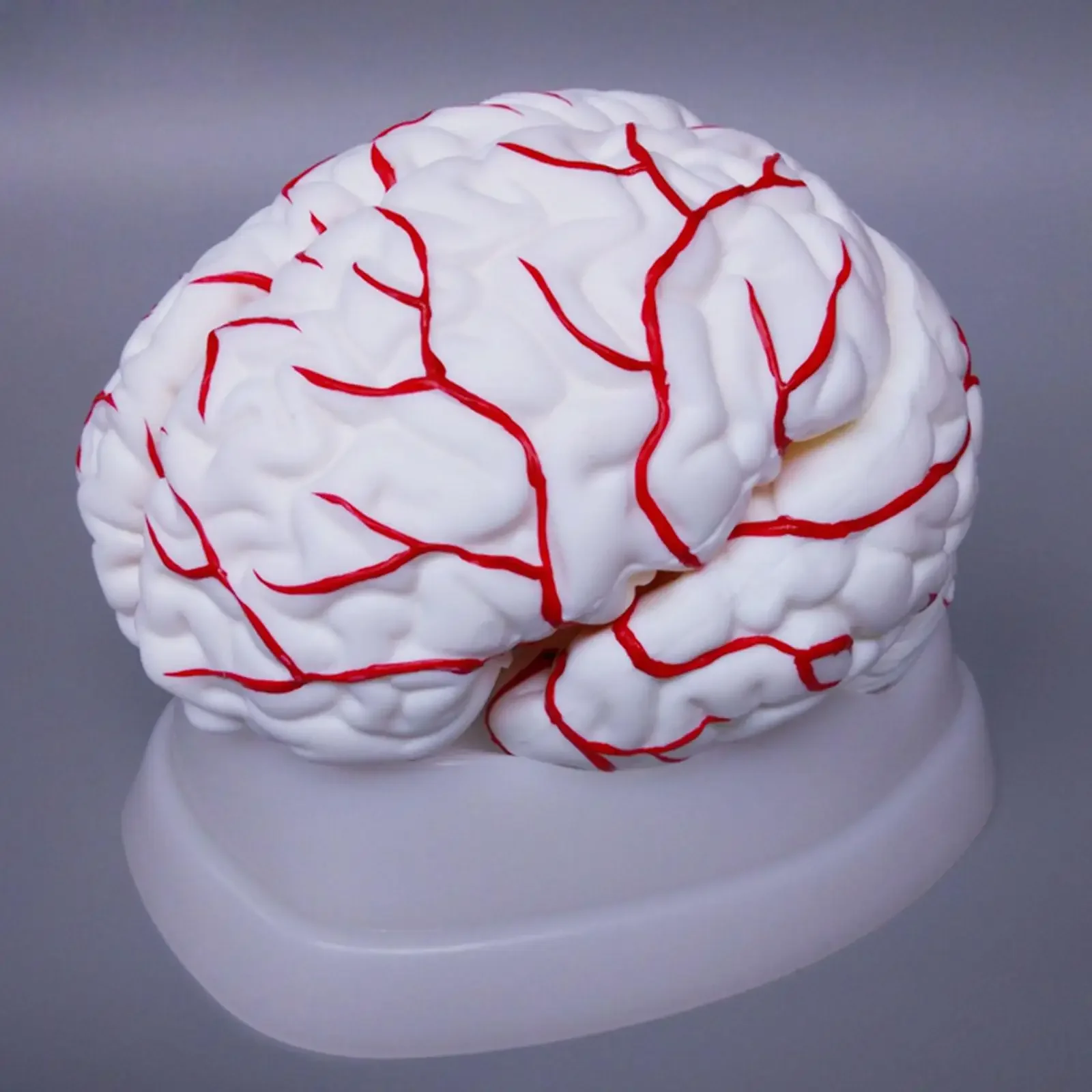 PVC 8 Parts Human Brain With Artery Fully Dissected Model for Medical Study Natural