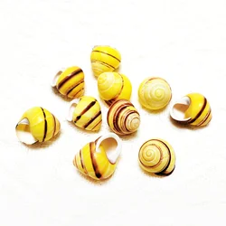 10 PCS Mini Yellow Sea Shells for Crafting Ocean Beach Seashells for Home Decorations Fish Tank Vase Filler Beach Theme Party