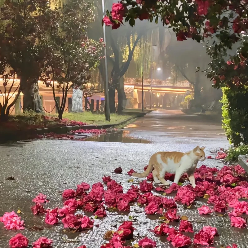 Geprc SPEEDX2 0802 … - image