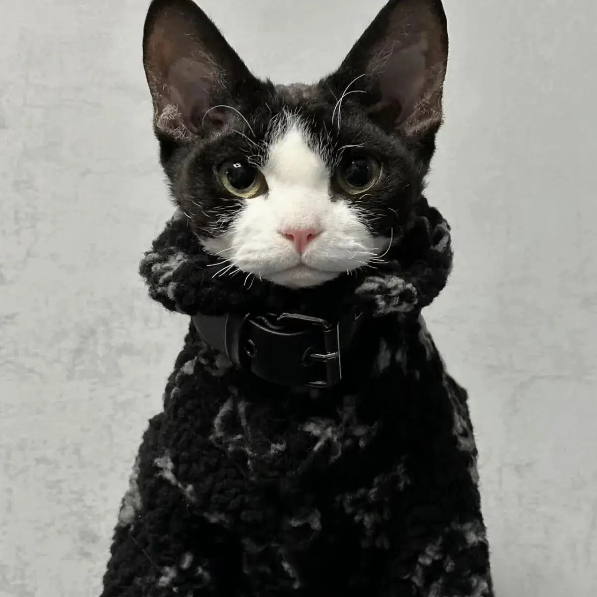Padded Sphynx Coat 3