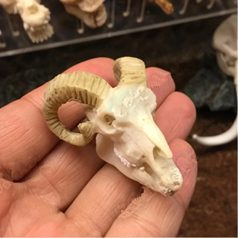 Aquariums Decorated…