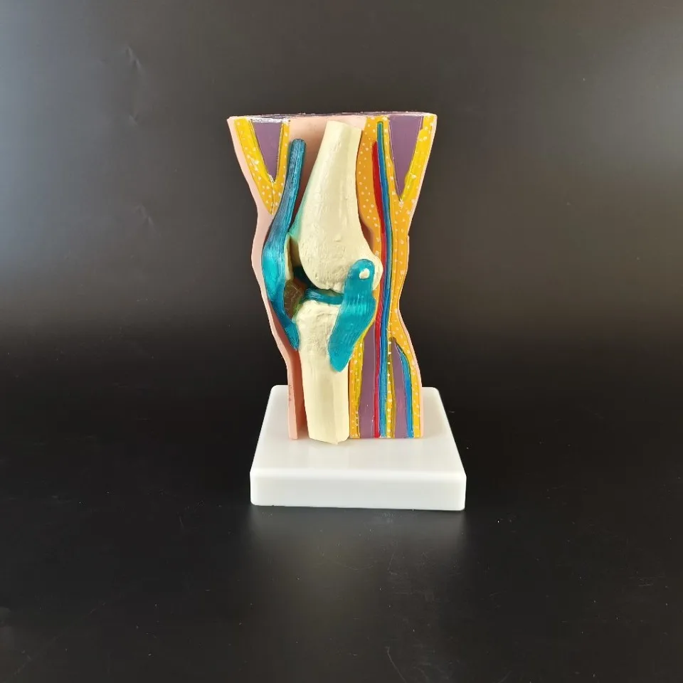 Human Knee Joint Meniscus Structure Model Anatomy Teaching Demonstration Tool