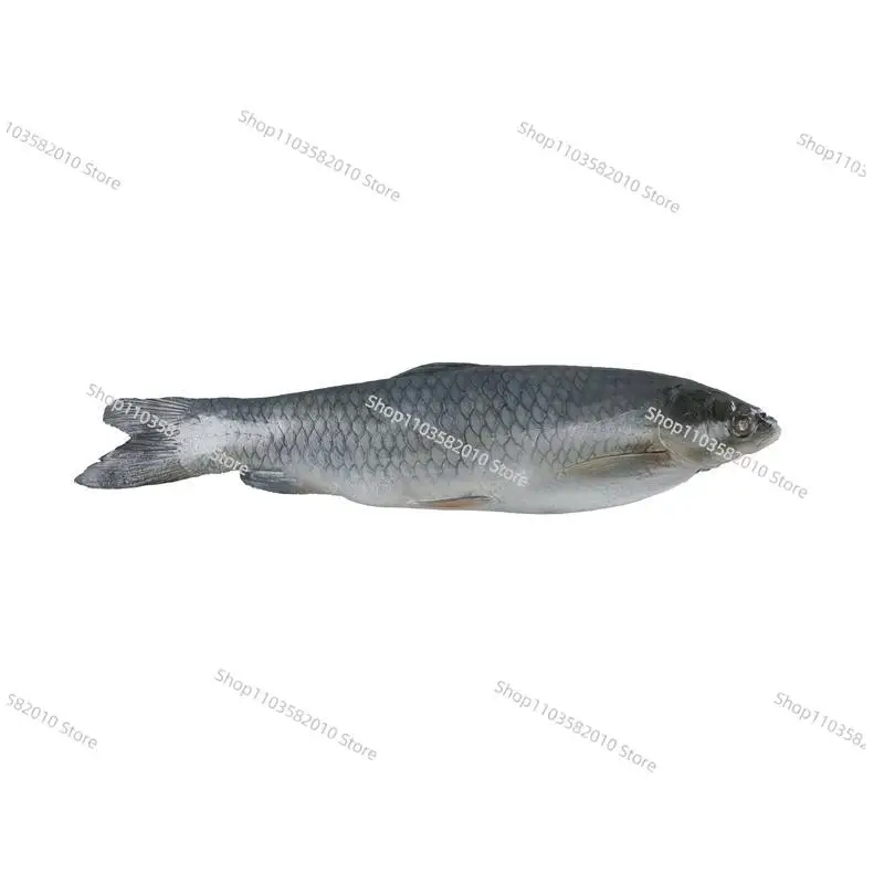Realistic Simulation Big Carp Model, Fake Seafood Aquatic Original Ecology Wild Freshwater Fish Marine Biological Ornament