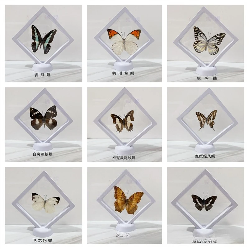

Beautiful Real Butterfly, Three-Dimensional Butterfly That Has Spread Its Wings, Butterfly That Is Suspended In The Air