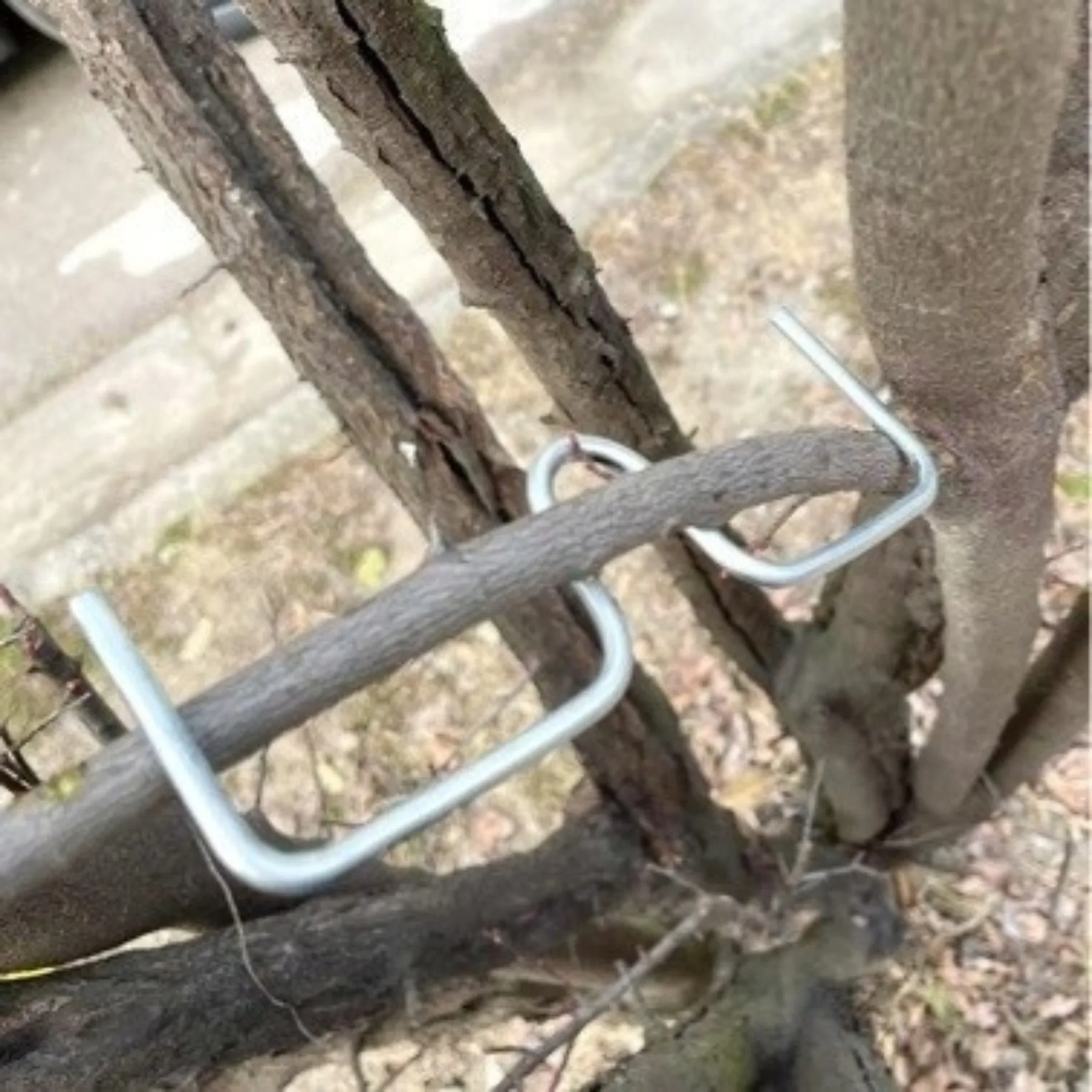 30Pcs M-Shape Steel Fruit Tree Branch Spreaders, Stress Resistant Branch Puller Tools for Garden Bending & Shaping