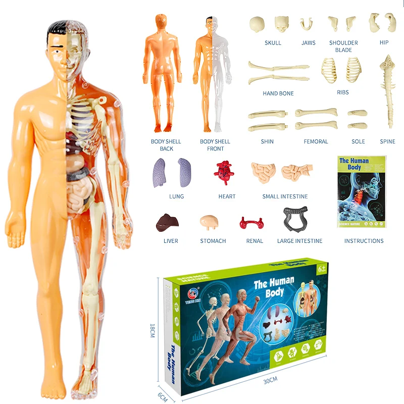 3D Human Body Model Action Figure Torso Anatomy Interactive Scientific Educational Kit with Removable Structural Organs Skeleton