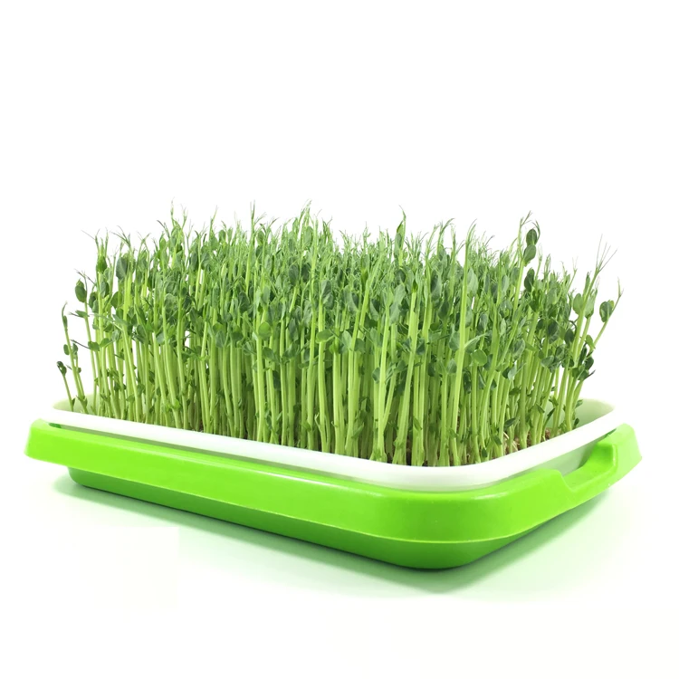 Bandejas de semeadura de berçário de cultivo de plantas para hidroponia