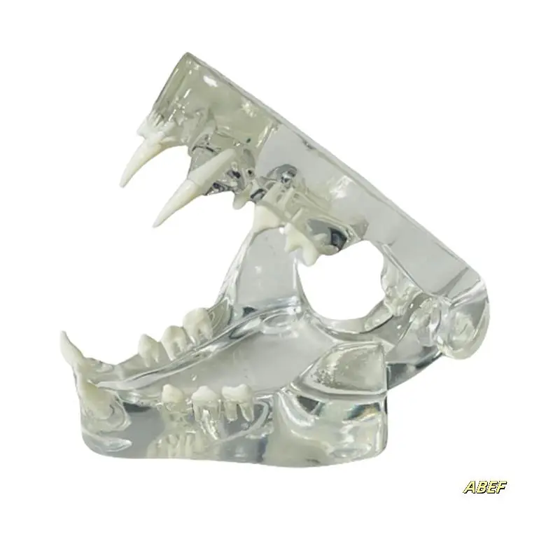 歯の解剖学モデル動物口腔顎獣医オフィス教育ツール