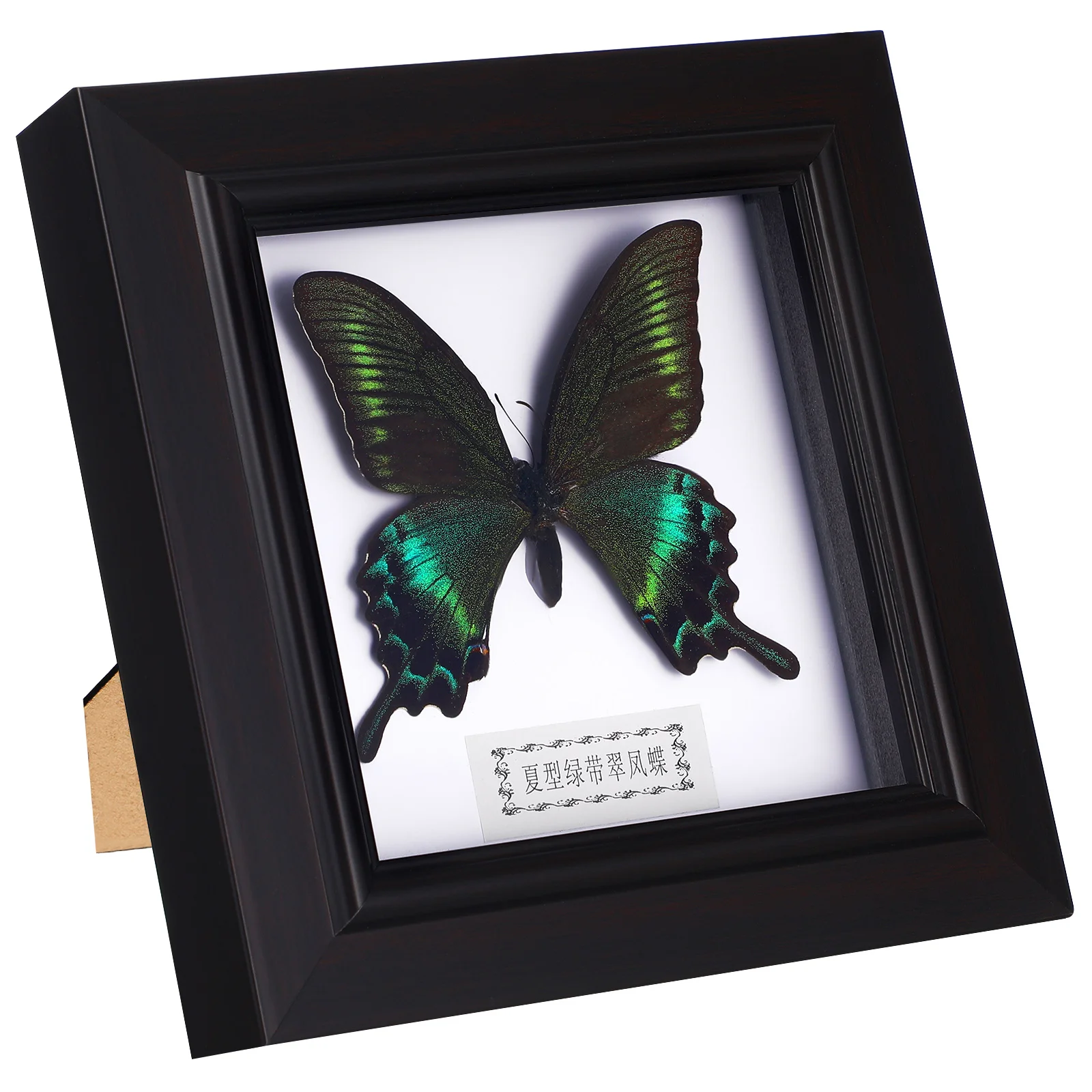 

Butterfly Specimen Frame Handmade Simulated Wall Hanging Desktop Decor Durable Exquisite Specimen Display Home Ornament