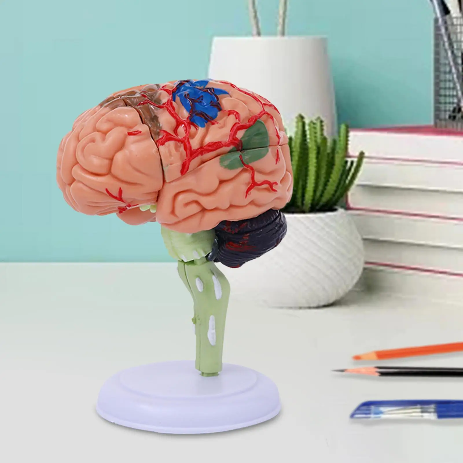 Human Brain Model Anatomy Toy Easy to Use 4D Disassembled Anatomically Model