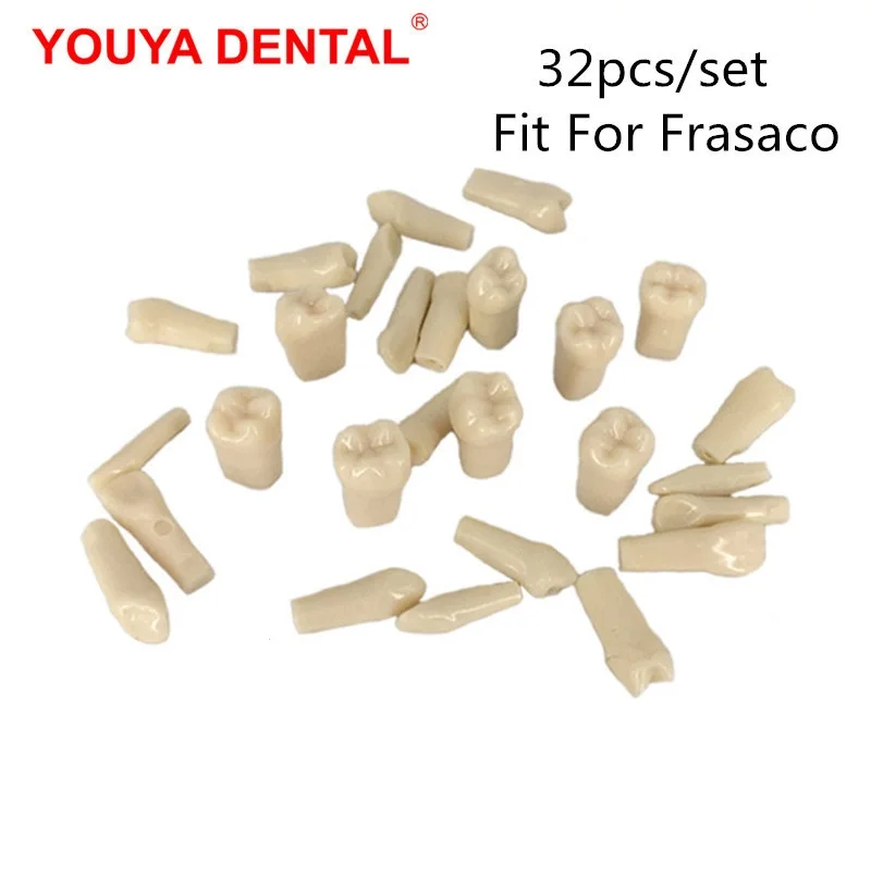 Dental Model Teeth Teaching Model Teeth Model Training Typodont Dentistry Students Practice Studying Jaw Models  Fit For Frasaco