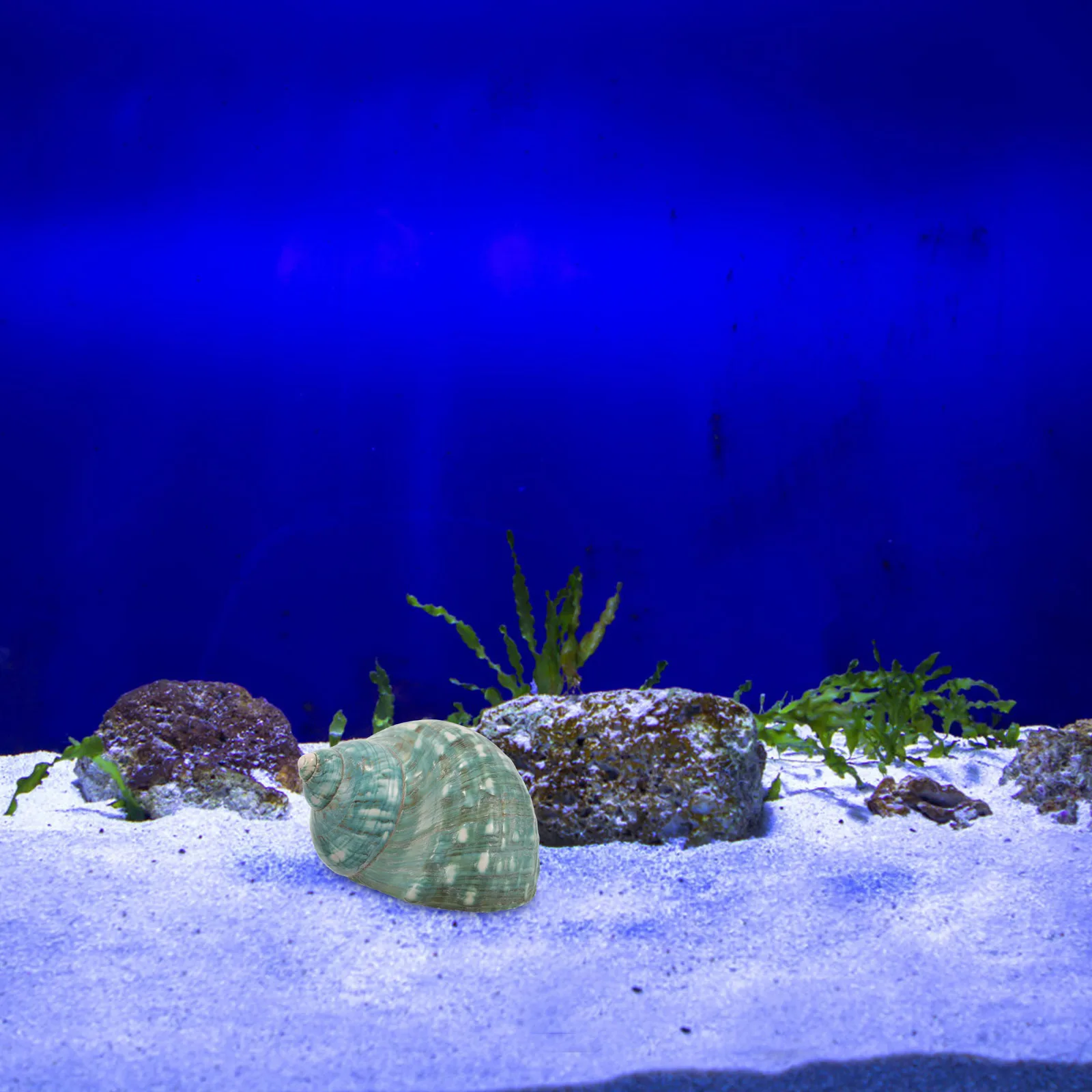 

Creative Shell Crafts Conch Decor Fish Tank Aquarium Landscape Natural Decoration Desktop Diy Conch Adorn Smooth Edge Safe