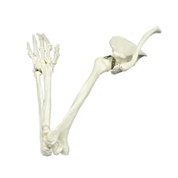 1:1 Upper Limb Bone Model Hand Scapula Clavicle Flexible Skeleton Model Medical Teaching Tool Adult Arm Bone Anatomy
