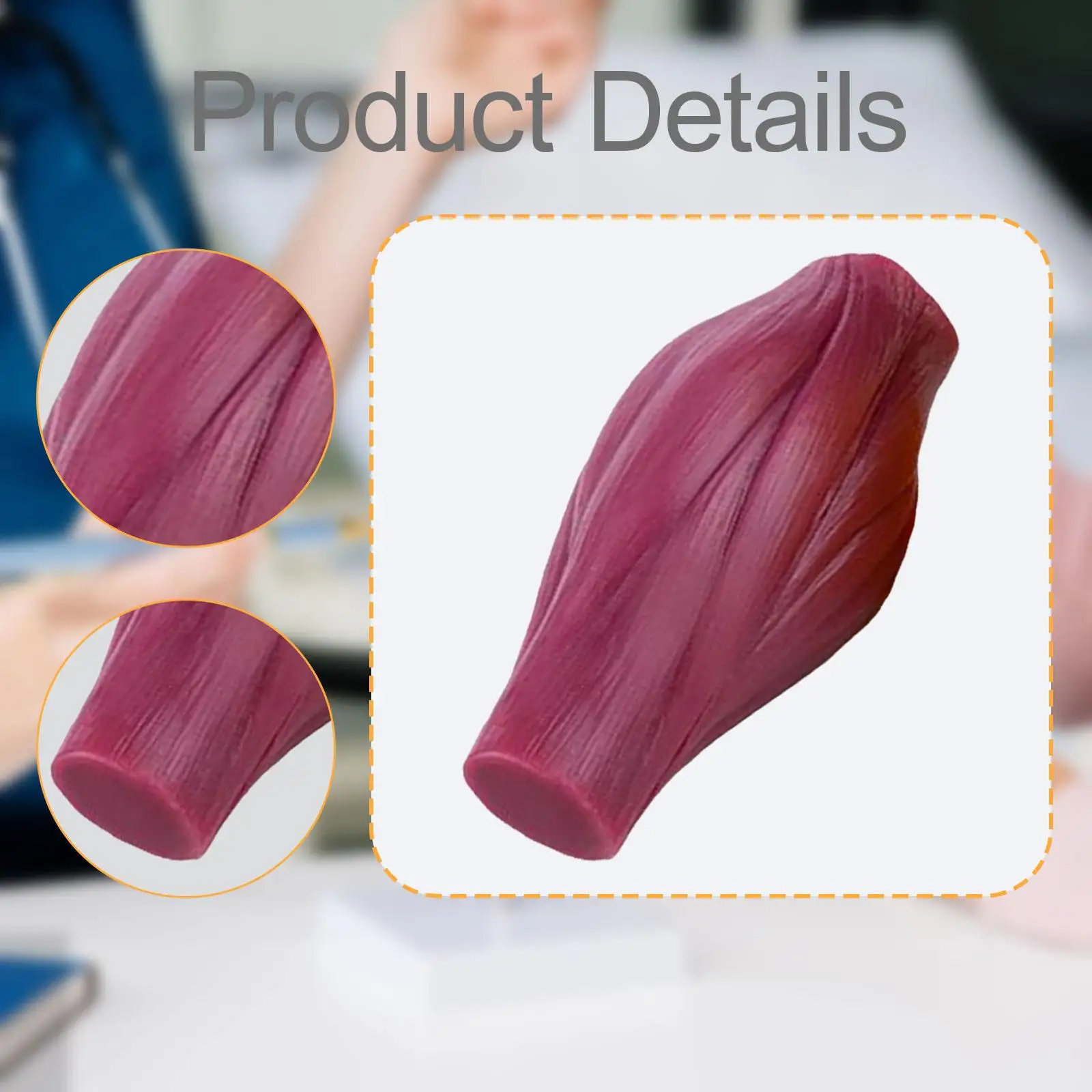 نموذج طبق الأصل لعضلات جسم الإنسان عرض نموذج أنسجة العضلات التشريحية خفيف الوزن نموذج تشريحي لتعلم علماء التغذية