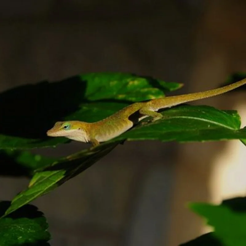 

Steel Helical Spiral Differential Ring Pinion Gear Set 29T 10T for 1/10 Trxs Summit E-REVO E-MAXX T-MAXX SLASH 4X4 XO-1