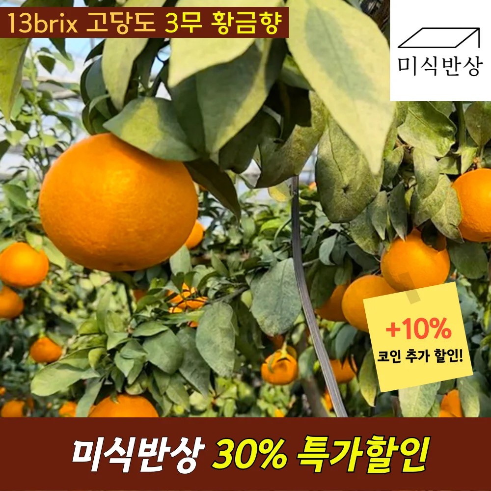 الطازجة Jeju Cheonhyehyang Cheonhyang Cheonhyehyang كارا اليوسفي اليوسفي Hanrabong البرتقال اليوسفي الحمضيات كارا البخور Karahyang الفاكهة في Seogwipo