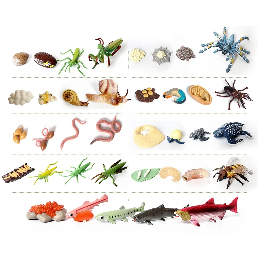 

Simulation Insect Animal Snail Growth Cycle Bee,Mantis,Salmon Spider Earthworm Life Cycle Models Figures Teaching Material toys