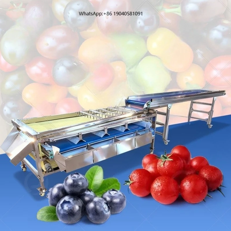 OCEAN Automatic Red Date Mango Blueberry Sorter Garlic Potato Onion Size Sort and Grade Machine