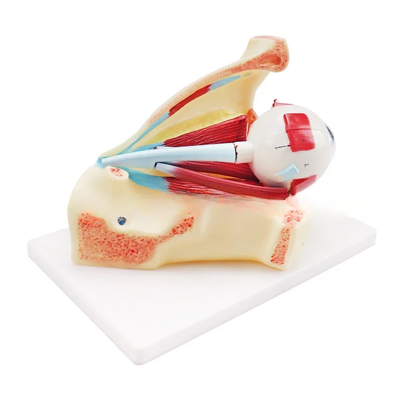 نموذج التفسير الطبي الحيوي لنطاق العين نموذج مداري