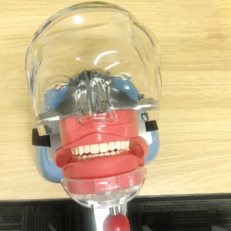 Wholesale Dental Instrument Dental Simulation Unit Manikin Phantom Head Model With 28 Pcs Teeth