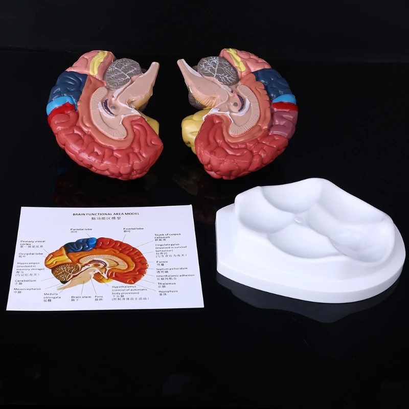 Life Size Human Functional Area Model Anatomy for Science Classroom Study Display Teaching Sculptures School