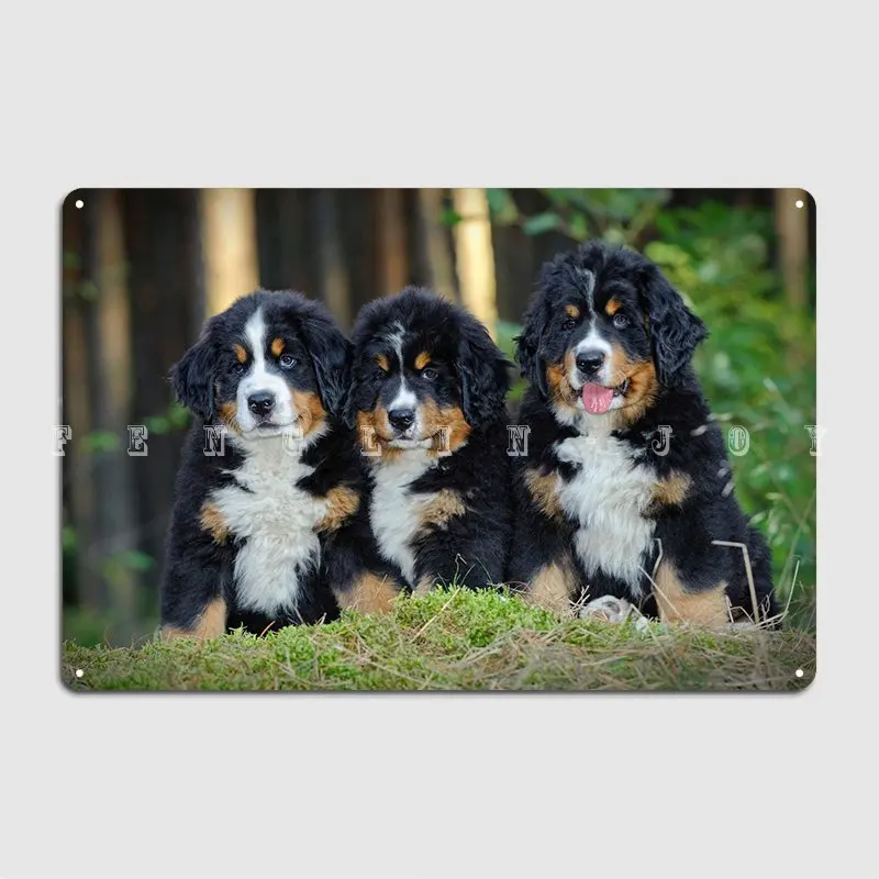 Berner Puppies Poster Metal Plaque Personalized Plates Mural Club Party Tin Sign Posters