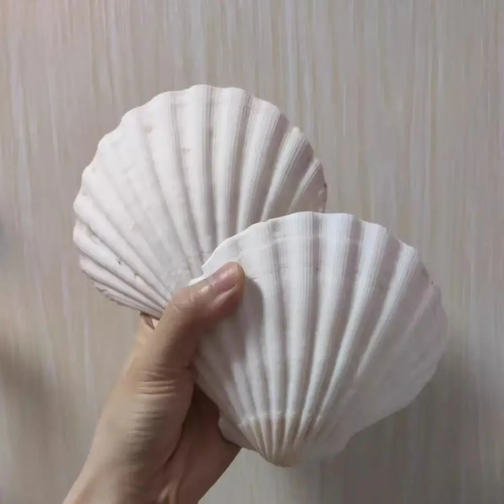 

Natural Seashell Seashell Notebook Multi-Purpose Portable Design Loose-leaf Notepad Blank Inner Pages Diary Book Students Use