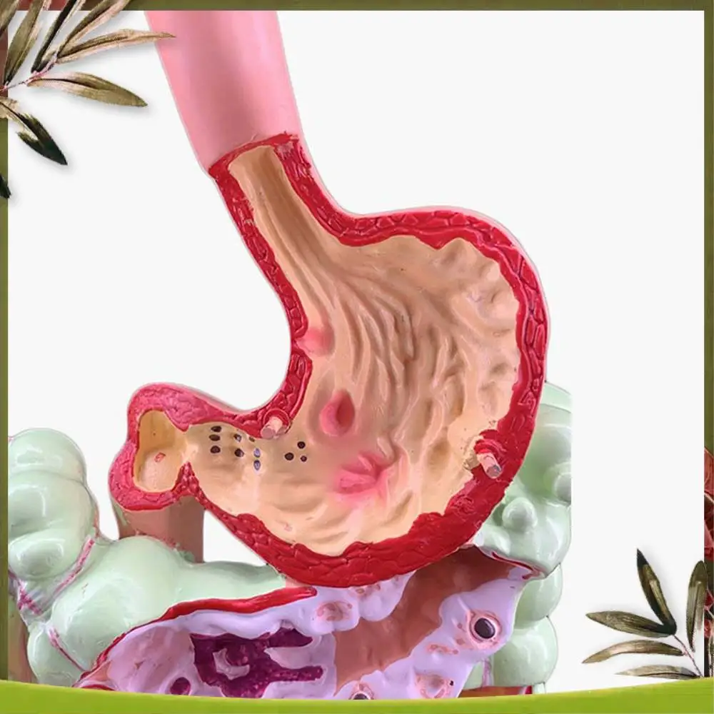 

New-Human Digestive System Model Stomach Anatomy Large Intestine Cecum Rectum Duodenum Human Internal Organs Structure Model