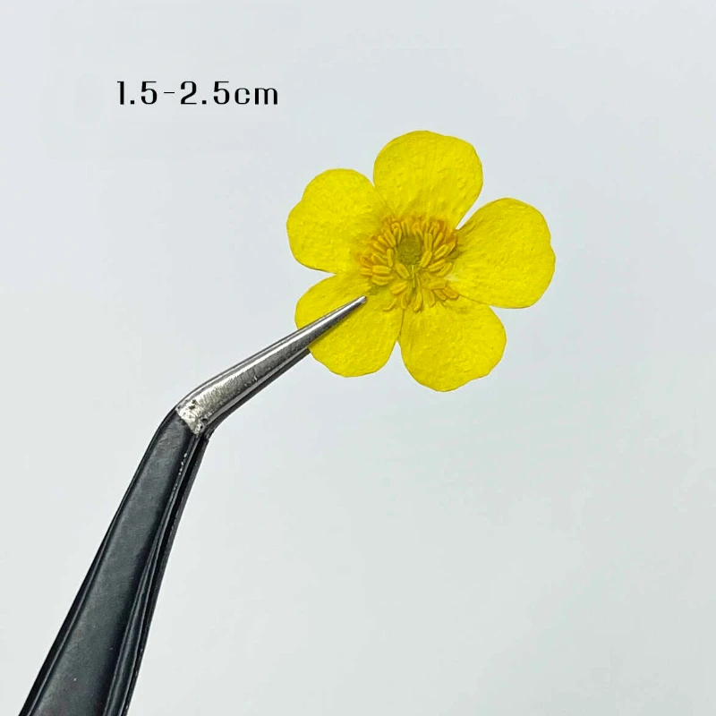 16 Stuks/1.5-2.5Cm, Geperste Gele Boterbloem In Reliëf Ranunculus Mini Echte Droge Bloem Handgemaakte Druppellijm Sieraden Telefoonhoesje Bladwijzer