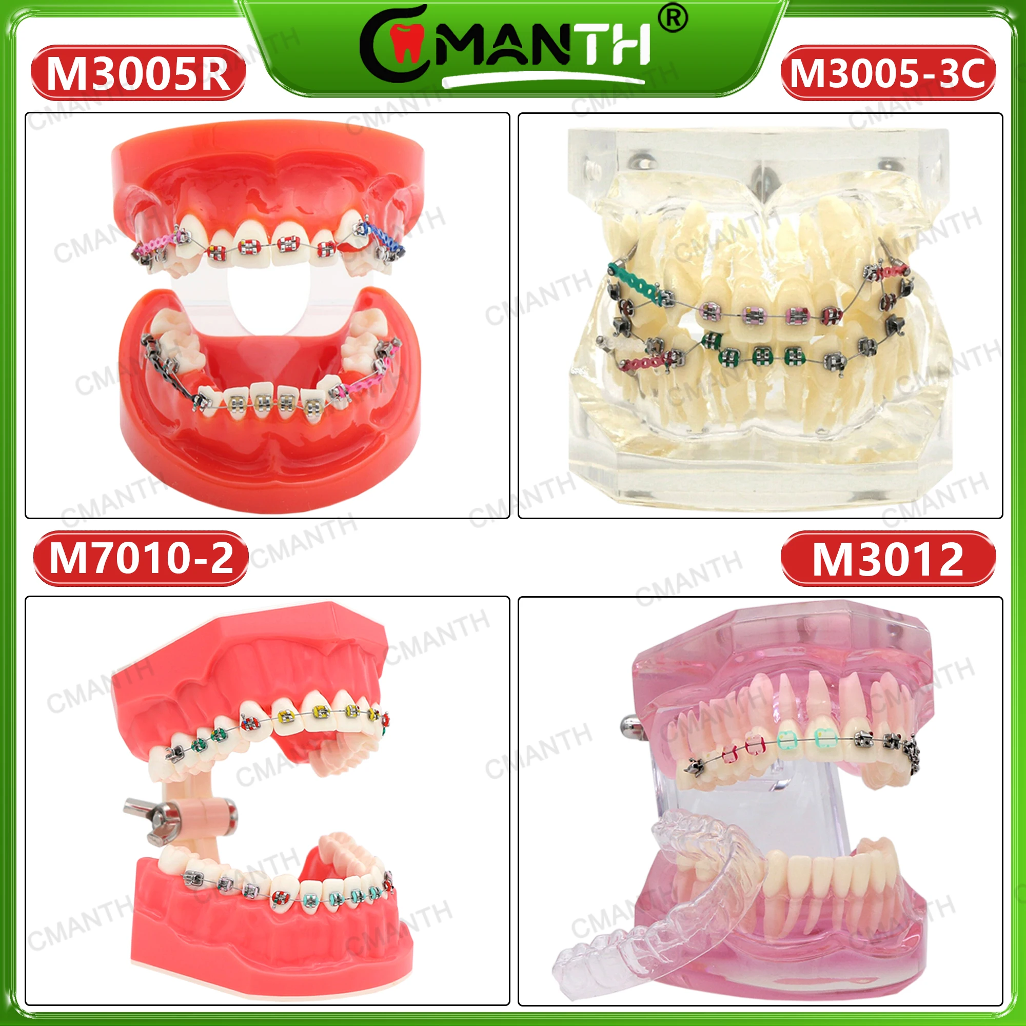 

Orthodontic Dental Model With Bracket Braces Typodont Teeth Model for Dentist Restoration Correction Practice
