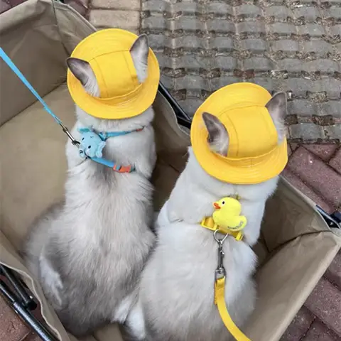 6 best sales पीले कुत्ते के कान - №5