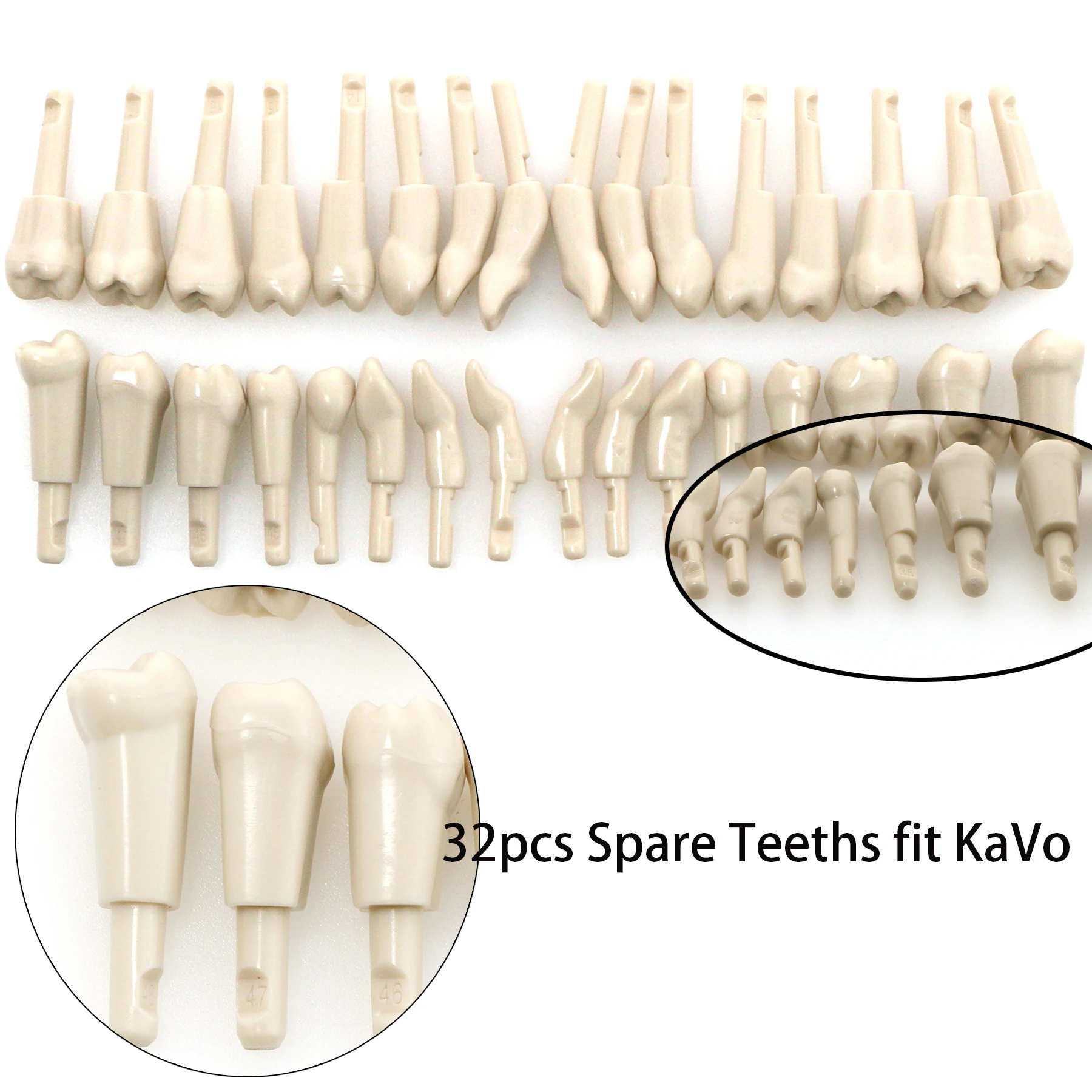 dental-32pcs-tooth-model-fir-for-kavo-basic-model-teeth-retention-mechanism-high-quality