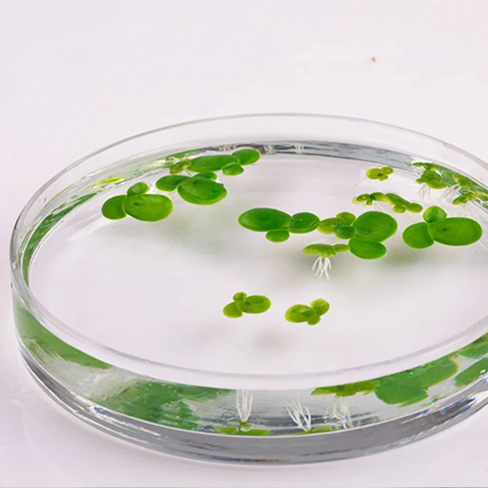 

18pcs Simulation Duckweed Artificial Floating Plants for Fish Tank Decor Mini Fake Water Grass Aquarium Shading Ornament