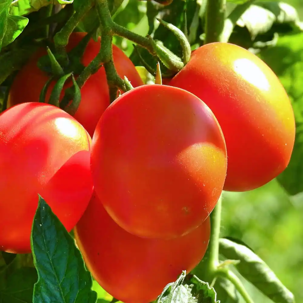 Tomato Sheikh seeds 0.5g TORAF vegetable tomato seeds