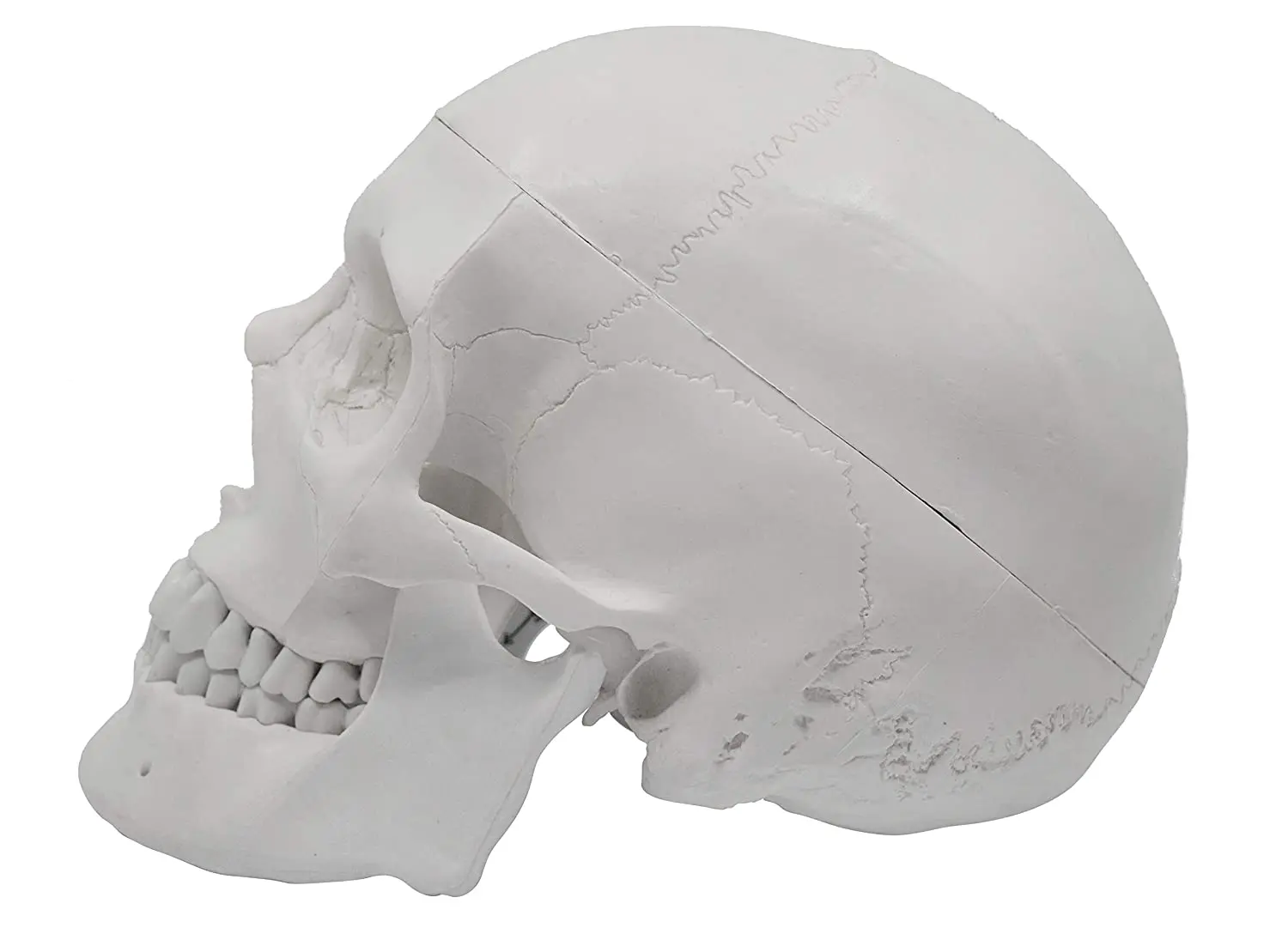 Human Adult Colorful White Skull Anatomical Model Life Sized 3 Part Removable Skull Cap Includes Full Set of Teeth 21x15x19cm