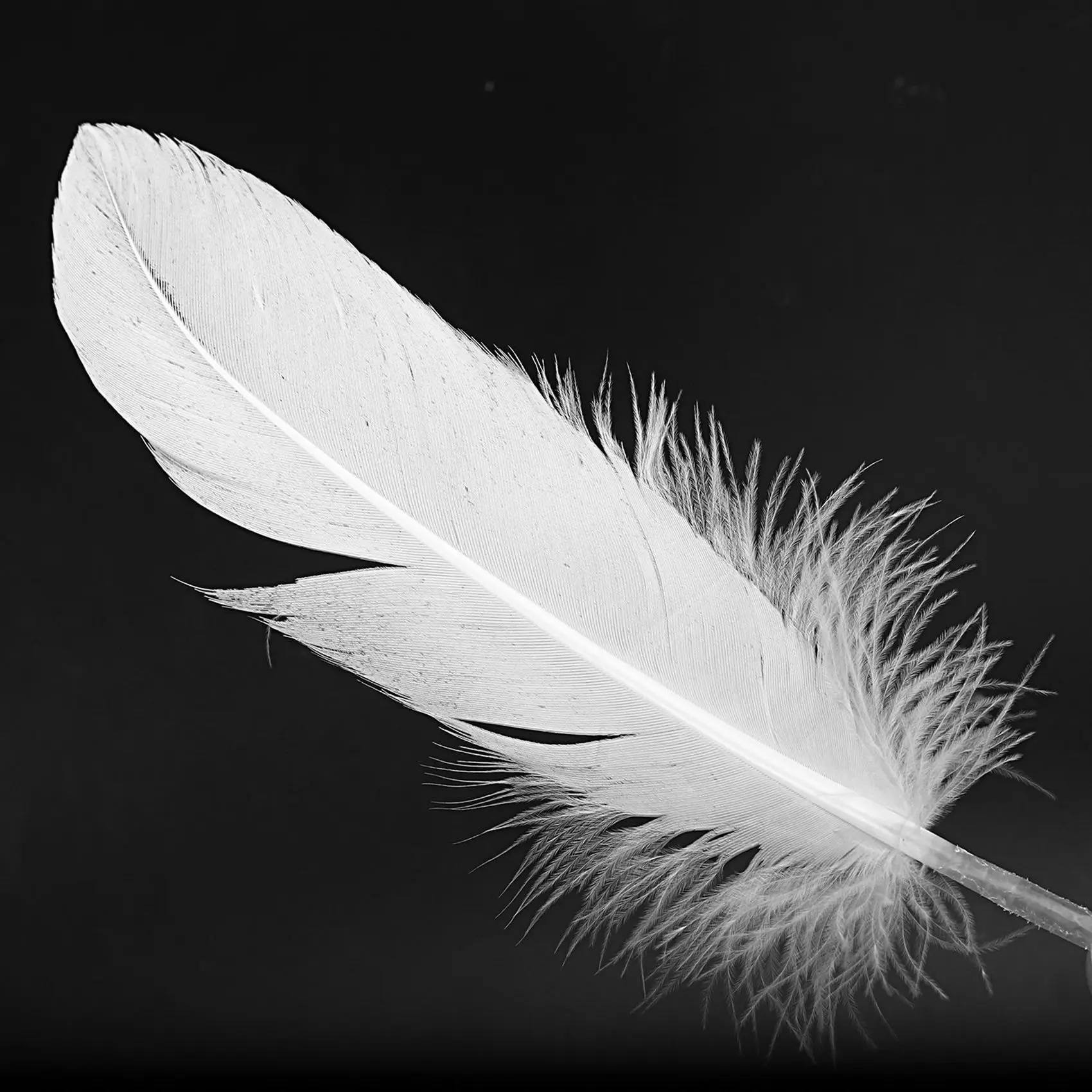 

SOFT-500Pcs Белые перья Гусь Ремесло для вечеринки Шляпа Ремесла Свадебные украшения 15-22 см