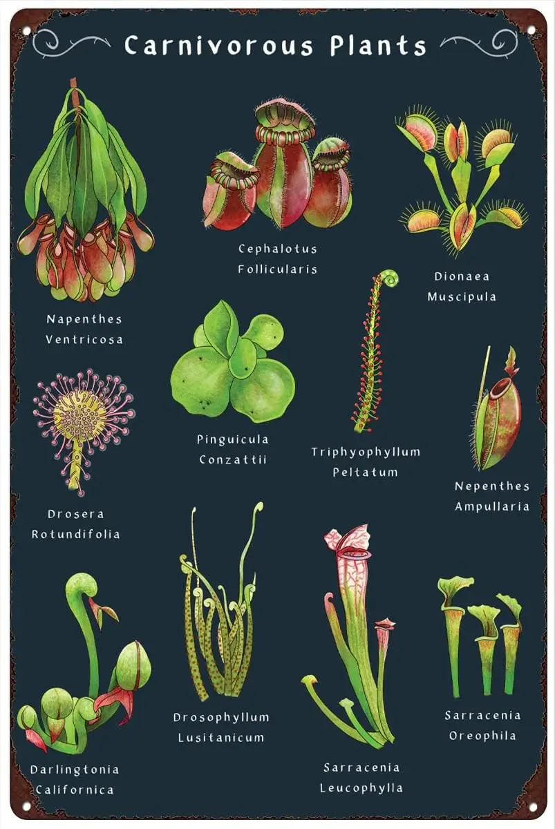 Retro Metal Tin Signes Carnivorous Plants Poster Insect Eating Plants Wall Art Botanical Wall Art Decor Carnivorous Plant Lover