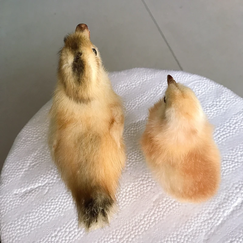 1pcs Taxidermy duckling stuffing Eurasian Yellow Little Ducks specimen chick Teaching / Decoration